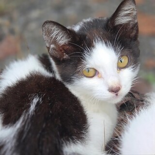 虐待多頭現場に残った最後の子猫！