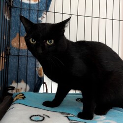 新しい黒猫を保護しました