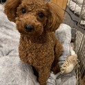 トイプードル　男の子4歳