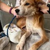 怖がりさんな野犬の女の子【ひまり】ちゃん