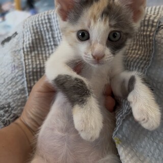  明るくて人が大好きな三毛ひまわりちゃん