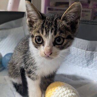 可愛い仔猫達です
