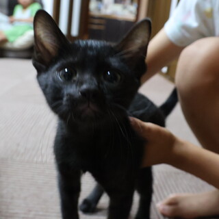 子猫オス里親様募集！