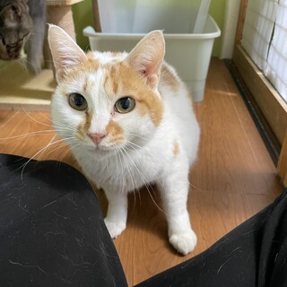 おしゃべり上手なおっとりボーイ、カツ