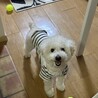こにっしー