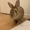 急募