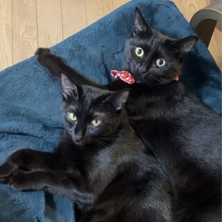 【相談受付】愛らしい仲よし黒猫姉妹★あんこ＆きなこ