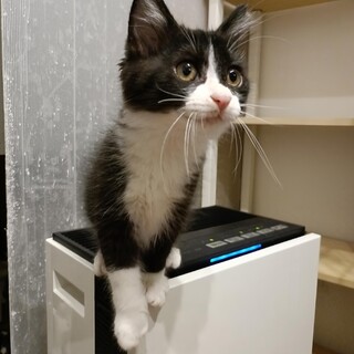 人も遊びも大好き 白黒ロングのモコくん