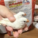 キンカチョウ 手乗り 雛2匹