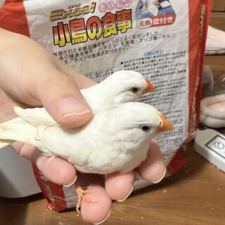 キンカチョウ 手乗り 雛2匹