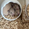 キンクマハムスター赤ちゃん1匹います！ サムネイル5