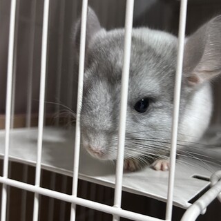 生後4ヶ月のチンチラ