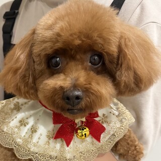 4歳
