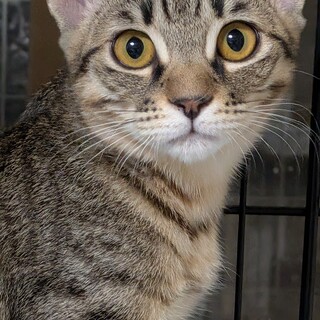 キジトラちゃん
