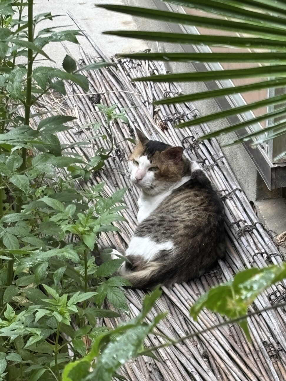 トラ