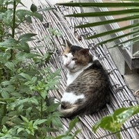 トラ