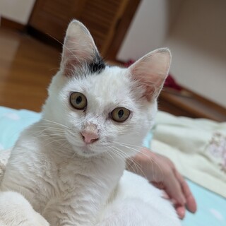 チビラ♂（推定4ヶ月）やんちゃで甘えん坊。