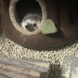 里親募集します
