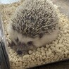 里親募集します サムネイル2