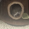 里親募集します サムネイル3