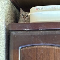 さくら