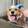 人が大大大好き♡個性的な模様の【ラッキー】くん サムネイル3