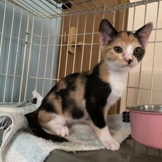 人懐こい個性的な三毛クリックちゃん避妊MC済