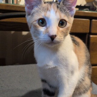 三毛猫の里親さん募集中