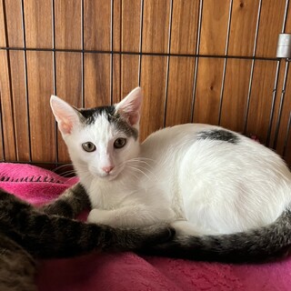  可愛らしい　マフィンちゃん