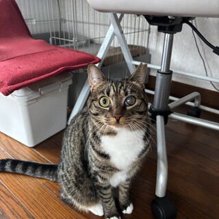 ひかえめに甘えてくる姿が愛しい《かなうちゃん》
