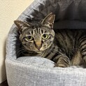 おっとりお母さん猫【ちゃーこ】