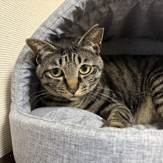 おっとりお母さん猫【ちゃーこ】