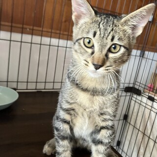 かわいい　キジ虎　スコーンくん