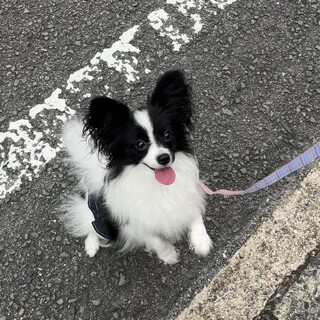 1歳パピヨン 元気で甘えん坊なミミちゃん