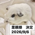 モルモットの里親募集