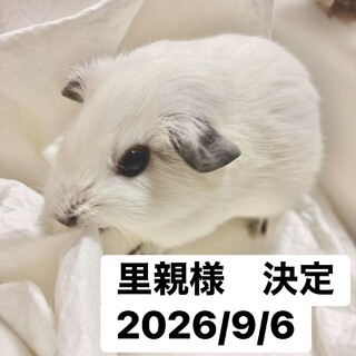 モルモットの里親募集