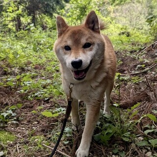 人懐っこい柴犬こうじくん！