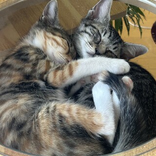 猫里親募集　2匹