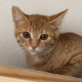 家猫修行頑張っているディアくん