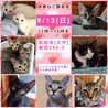 譲渡会参加予定★なでなでOK白猫姉妹 サムネイル7