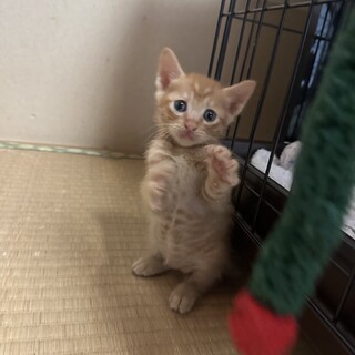 4匹の子猫を保護しています②