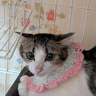 優しいお母さんのミヤちゃん