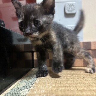 4匹の子猫を保護しています③