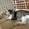 わんぱくなジョーくん サムネイル3