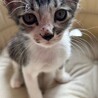 わんぱくなジョーくん サムネイル5