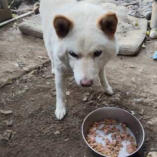 白柴犬