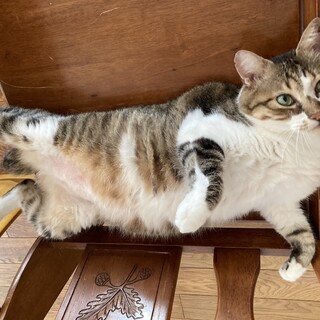 のんびりまったり「まこ君」