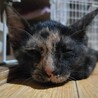 福岡県久留米市からのレスキュー４兄弟！ サムネイル4