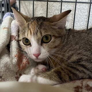 避妊済み★三毛キジ猫きなこちゃん