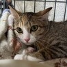 避妊済み★三毛キジ猫きなこちゃん